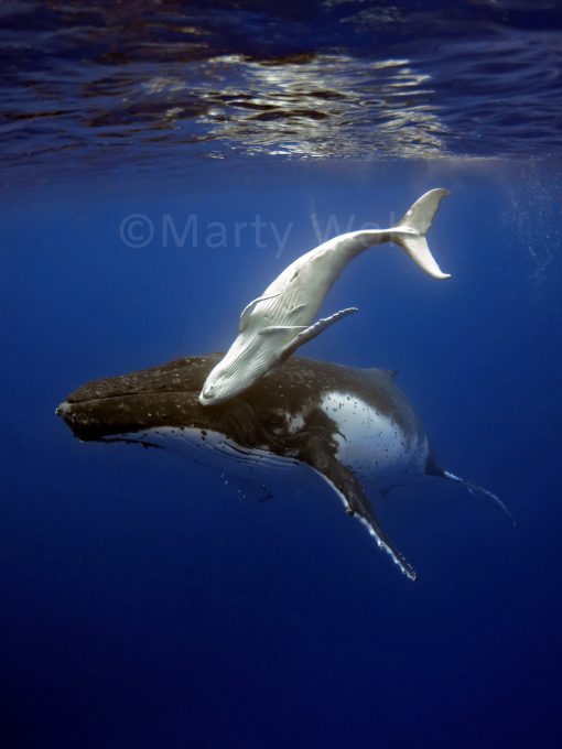 A mother humpback whale and her baby swim together just below the ocean's surface in this photo titled "New Dancer" by Marty Wolff.