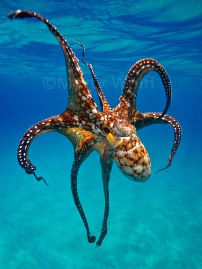 A spotted octopus in Hawai'i is on full display in this photo titled "Octo" by Marty Wolff.