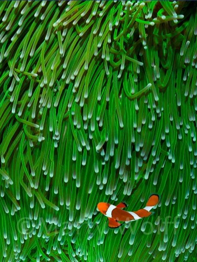 A clown fish is dwarfed by its anemone home in this photo titled "The Green Wall" by Marty Wolff.