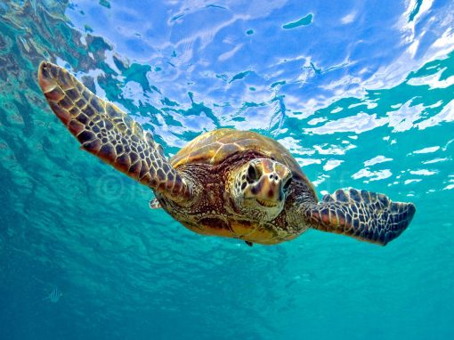 A sea turtle swimming stares straight at the camera in this photo titled "Turtle Facial" by Marty Wolff.