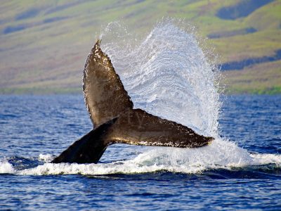 The tail of a humpback whale in Hawai'i appears above the ocean's surface in this photo titled "Watershed" by Marty Wolff.