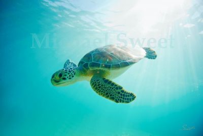 "Aqua Honu" by Michael Sweet