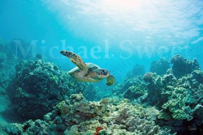 "Honu Reef" by Michael Sweet