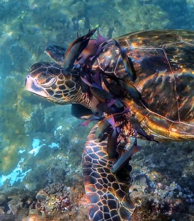 "Honu Lei" by Sandra Greenberg