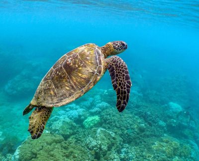 "Honu Peacefully Still" by Sandra Greenberg