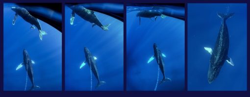 "First Humpback Birth Maui" by Sandra Greenberg