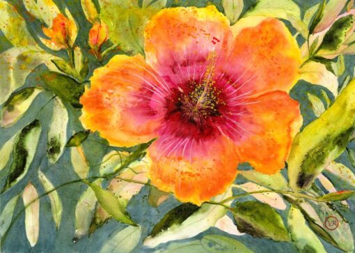 "Sherbet Hibiscus" by Vicky Robinson - VAR122