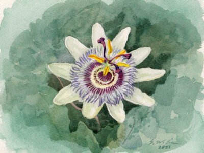 "Lilikoi Passion Fruit Flower" by Shaowei Liu - SHL006