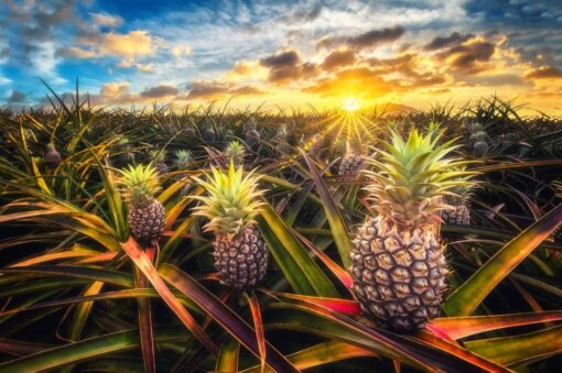 "Tres Amigos" Photo by Shane Myers - SMY11