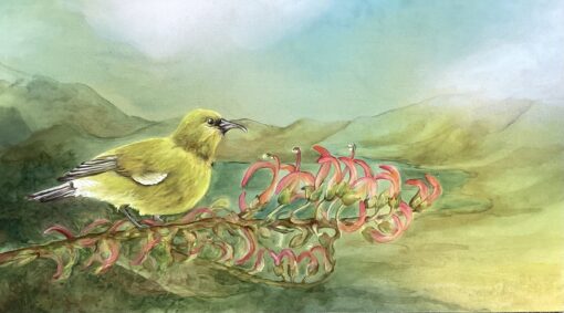 "ʻAmakihi" by Christine Halton