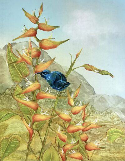 "Costa Rican Honeycreeper" by Christine Halton